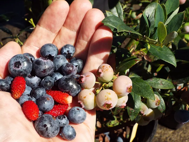 Why Your Backyard Berries Are Sweeter Than Anything at the Grocery Store — The Chemistry Explains It All