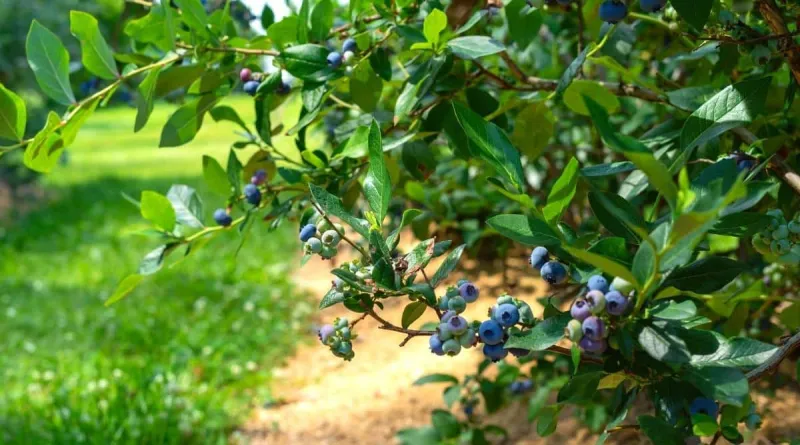 What's Actually Living in Your Blueberry Soil — And Why It Matters More Than Any Fertilizer