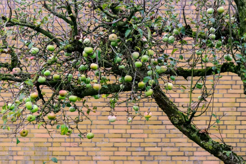 Think Your Zip Code Decides What You Can Grow? Your Backyard Disagrees