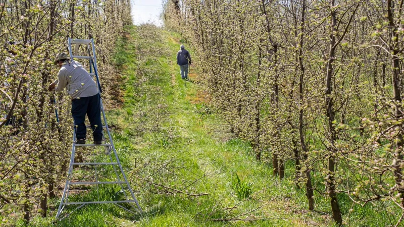 How Your Tree's Skeleton Decides Next Year's Fruit: A Branch Architecture Primer for Smarter Pruning