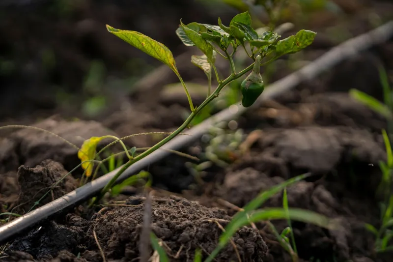 Is Your Watering Routine Quietly Killing Your Fruit Trees? Here's How to Find Out
