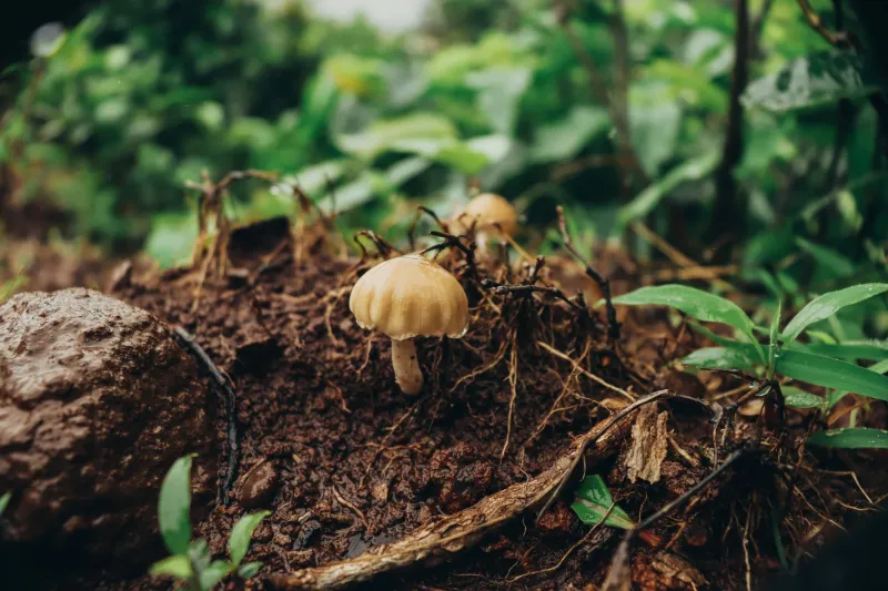 What's Actually Alive Under Your Orchard — And How to Put That Knowledge to Work Before Spring