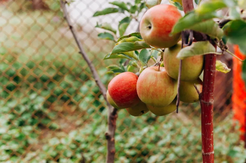 Old Roots, New Harvests: What Heirloom Rootstocks Can Do for Your Modern Fruit Trees