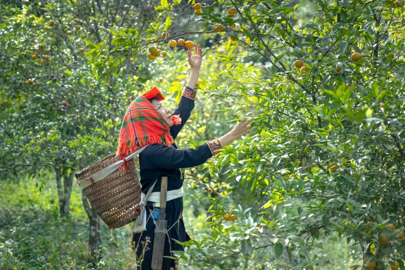 Morning Pick vs. Evening Harvest: How the Clock Inside Your Fruit Tree Changes What Ends Up on Your Plate
