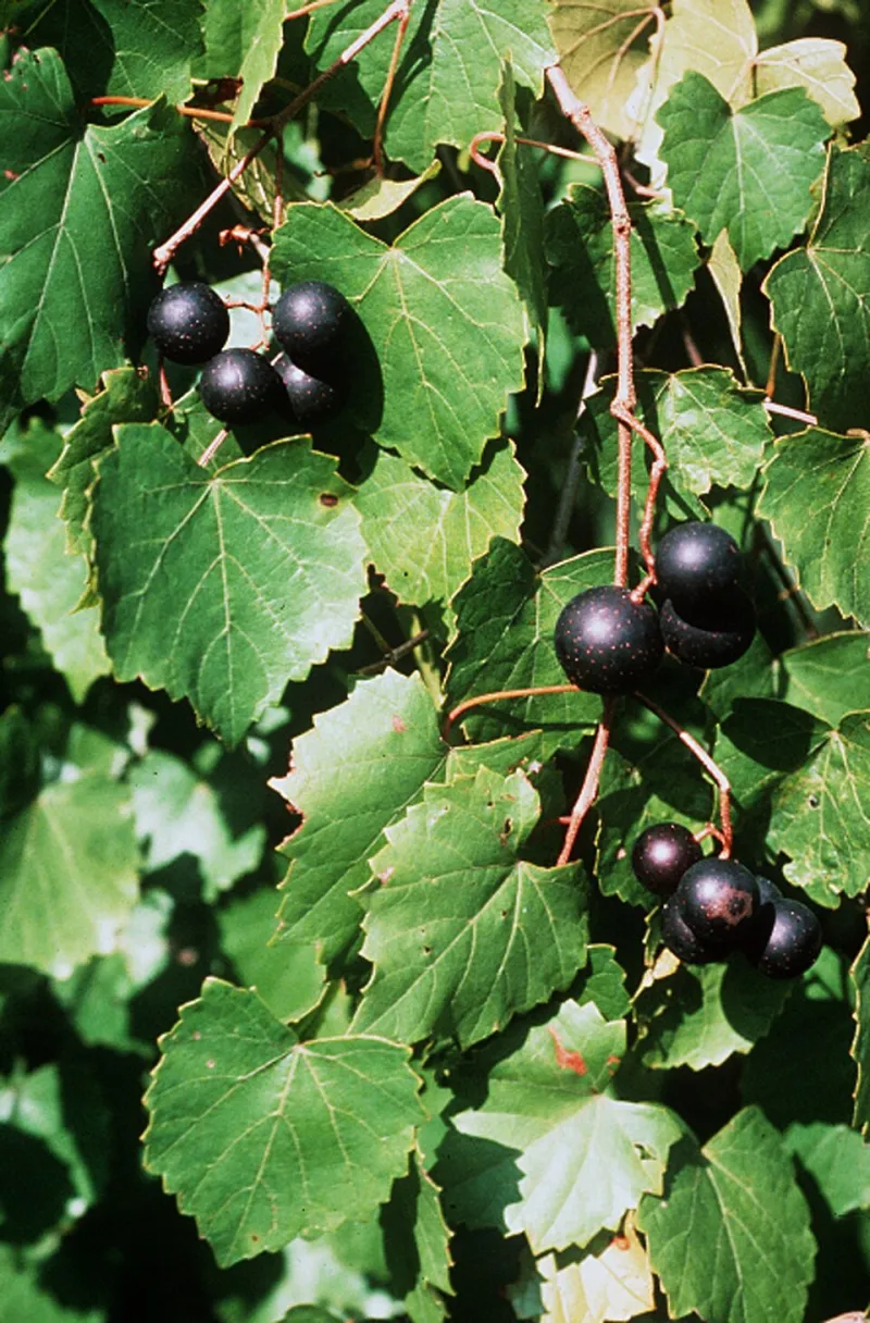 Meet the Grape That's Been Growing Wild in Your Backyard for Centuries