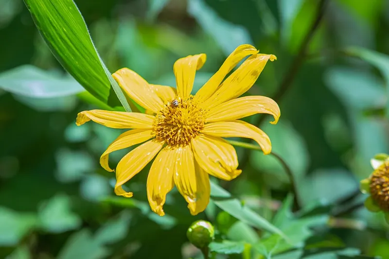 Where Did All the Bees Go? The Native Pollinator Crisis Quietly Killing Your Fruit Harvest