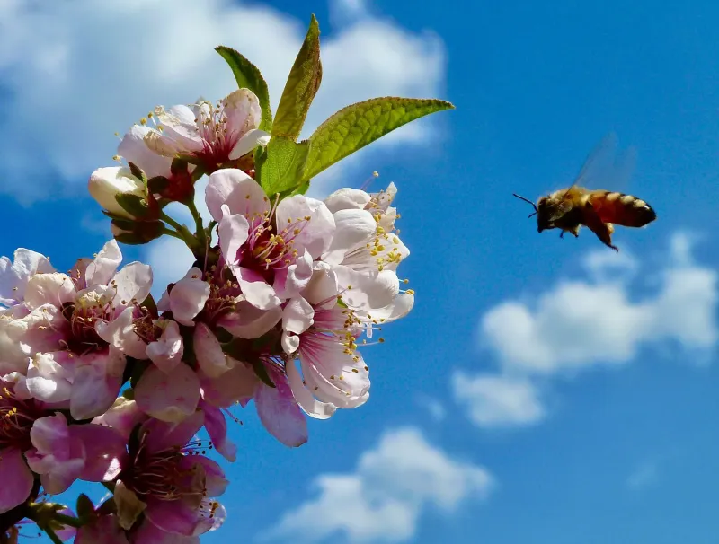 Who's Visiting Your Flowers Determines What's In Your Fruit: The Pollinator-Nutrition Connection You Didn't Know Existed