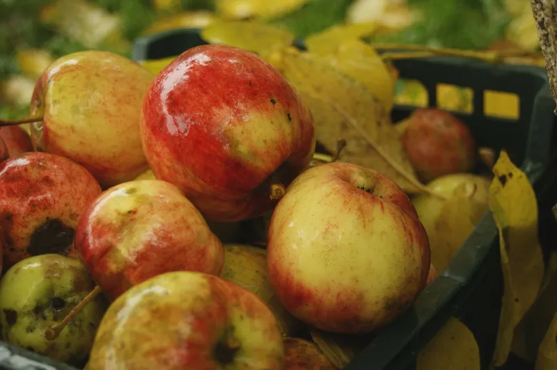After the Harvest: The Surprising Science of Fruits That Keep Getting Better in Your Pantry