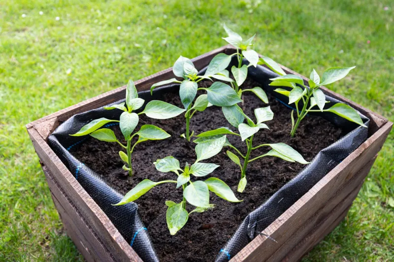 What Your Soil's pH Is Doing to Your Fruit's Antioxidants (And Why You Should Care)