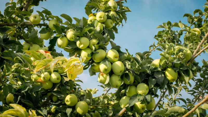 Top Fruit Trees Every American Home Grower Should Know About