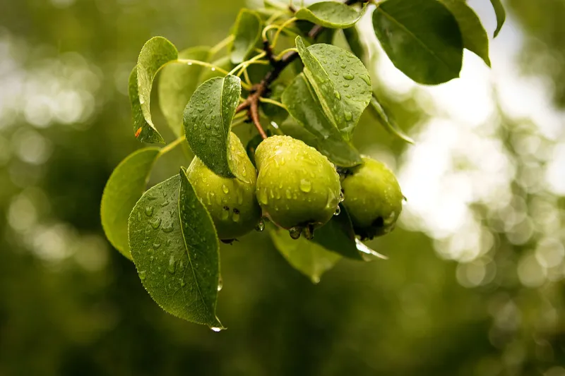 When Sugar Lies: The Hidden Compounds That Actually Decide How Ripe Your Fruit Tastes
