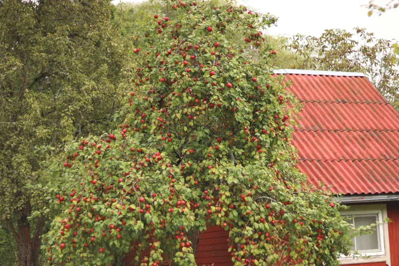 Why Everything Big Agriculture Does Wrong for Your Backyard Orchard