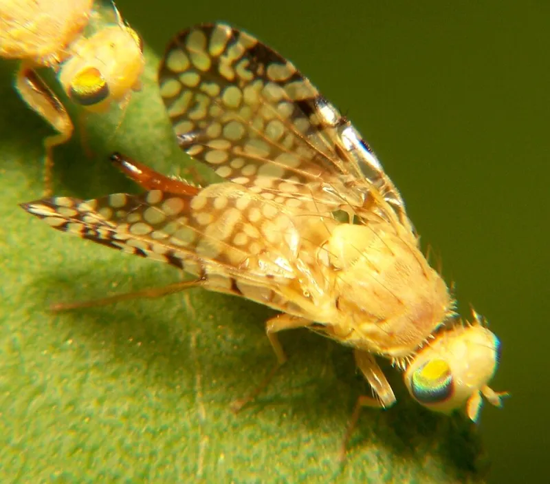 Why the Tastiest Fruit in Your Yard Is Also the Most Popular With Bugs